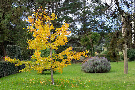 Yellow ginkgo biloba in autumn - Flora - MORE IMAGES. Photo #67416