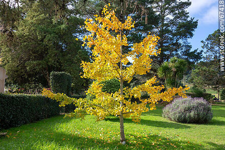 Yellow ginkgo biloba in autumn - Lavalleja - URUGUAY. Photo #67418