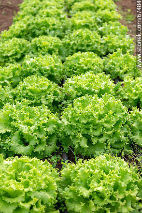 Curly lettuce in the orchard greenhouse - Flora - MORE IMAGES. Photo #67484