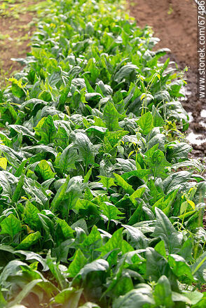 Spinach in the garden greenhouse - Lavalleja - URUGUAY. Photo #67486
