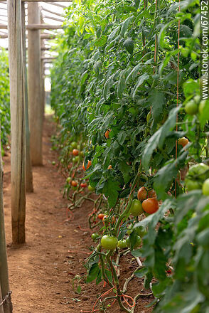 Tomates en el invernáculo de la huerta - Departamento de Lavalleja - URUGUAY. Foto No. 67452