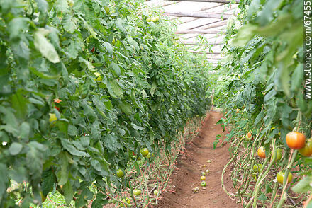 Tomates en el invernáculo de la huerta - Departamento de Lavalleja - URUGUAY. Foto No. 67455