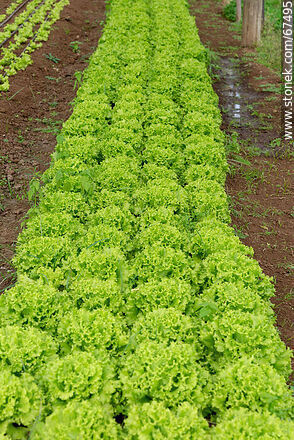 Curly lettuce in the orchard greenhouse - Lavalleja - URUGUAY. Photo #67495