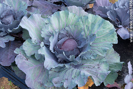 Red cabbage in the orchard - Lavalleja - URUGUAY. Photo #67456
