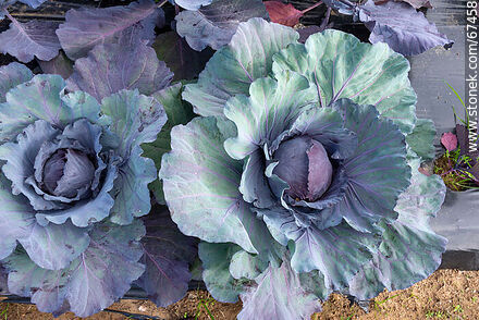 Red cabbage in the orchard - Flora - MORE IMAGES. Photo #67458