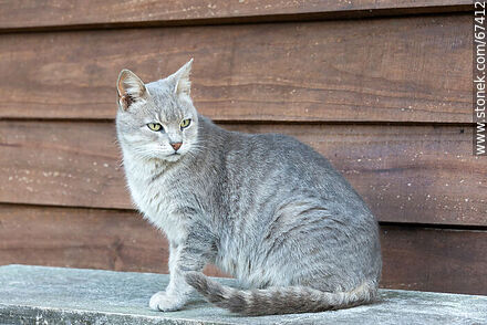 Grey cat - Lavalleja - URUGUAY. Photo #67412