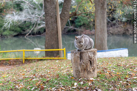 Grey cat - Lavalleja - URUGUAY. Photo #67415