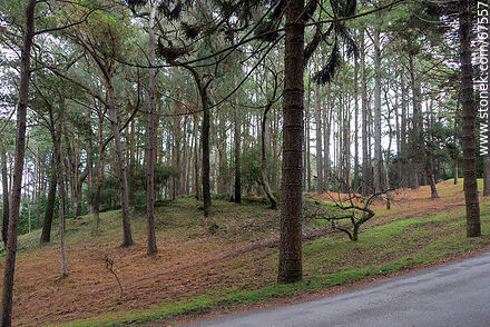 Zona boscosa - Departamento de Lavalleja - URUGUAY. Foto No. 67557