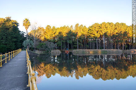 Reflejo del paisaje de árboles en el lago de OSE - Departamento de Lavalleja - URUGUAY. Foto No. 67527
