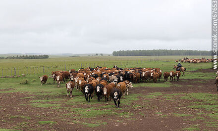 Arreando ganado vacuno - Fauna - IMÁGENES VARIAS. Foto No. 67653