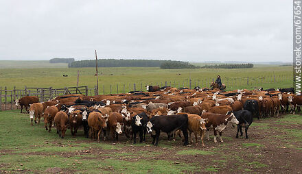 Arreando ganado vacuno -  - URUGUAY. Foto No. 67654