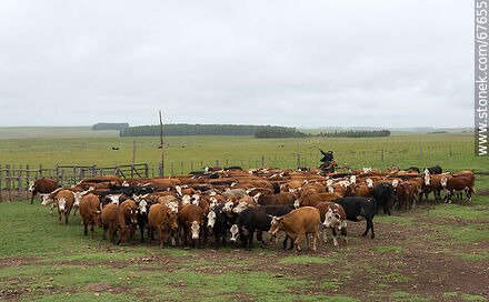 Herding cattle - Fauna - MORE IMAGES. Photo #67655