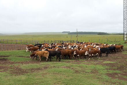 Arreando ganado vacuno - Fauna - IMÁGENES VARIAS. Foto No. 67656