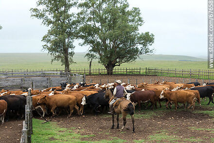 Herding cattle - Fauna - MORE IMAGES. Photo #67658