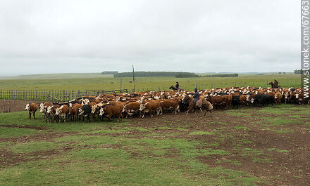 Herding cattle - Fauna - MORE IMAGES. Photo #67663