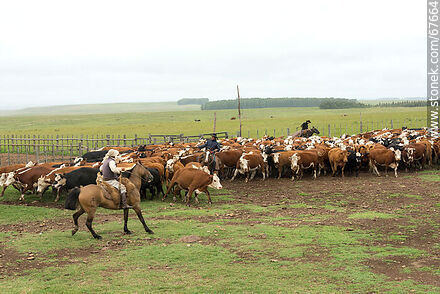 Herding cattle - Fauna - MORE IMAGES. Photo #67664