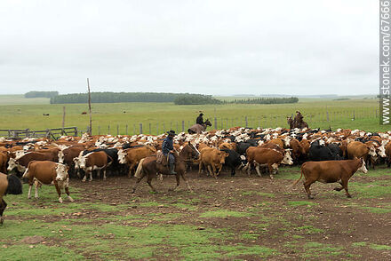 Herding cattle - Fauna - MORE IMAGES. Photo #67666