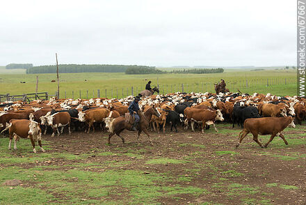 Arreando las vacas - Fauna - IMÁGENES VARIAS. Foto No. 67667
