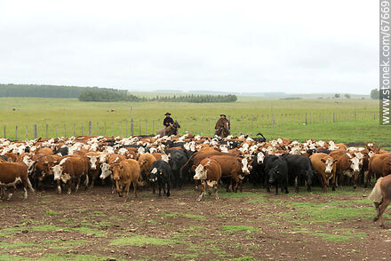 Herding cattle - Fauna - MORE IMAGES. Photo #67669