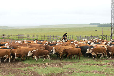 Herding cattle - Fauna - MORE IMAGES. Photo #67672