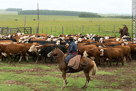 Herding cattle - Fauna - MORE IMAGES. Photo #67673
