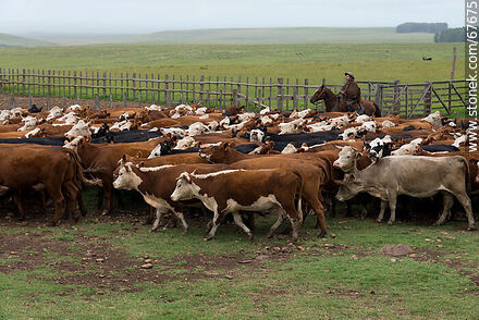 Arreando ganado vacuno - Fauna - IMÁGENES VARIAS. Foto No. 67675