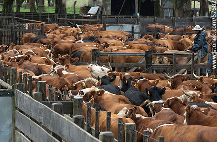 Cattle in the corral - Fauna - MORE IMAGES. Photo #67682