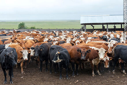 Cattle in the corral - Fauna - MORE IMAGES. Photo #67687