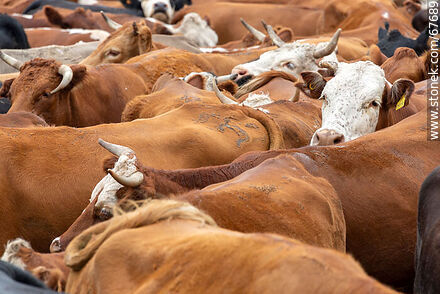 Cattle in the corral - Fauna - MORE IMAGES. Photo #67689