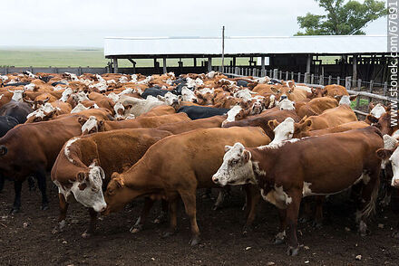 Cattle in the corral - Fauna - MORE IMAGES. Photo #67691