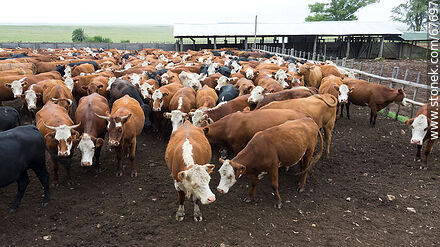 Cattle in the corral - Fauna - MORE IMAGES. Photo #67697