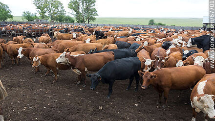 Cattle in the corral - Fauna - MORE IMAGES. Photo #67701