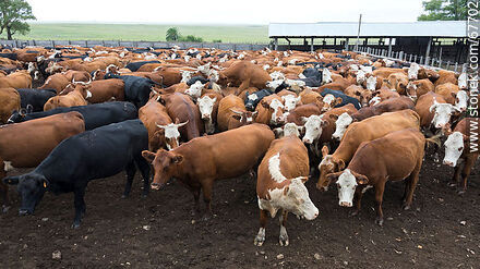 Cattle in the corral - Fauna - MORE IMAGES. Photo #67702