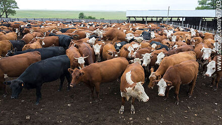 Cattle in the corral - Fauna - MORE IMAGES. Photo #67703