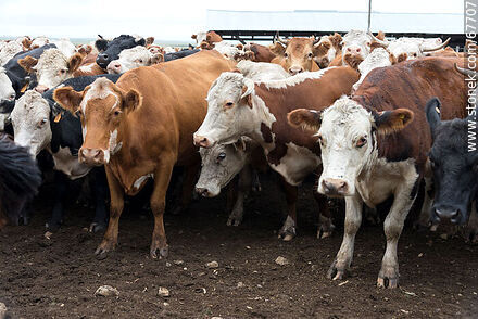 Cattle in the corral - Fauna - MORE IMAGES. Photo #67707