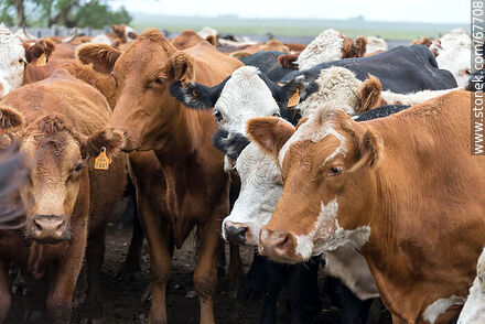 Cattle in the corral - Fauna - MORE IMAGES. Photo #67708