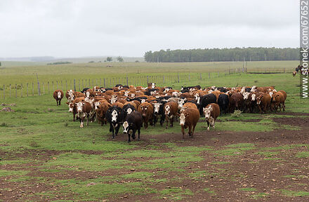 Arreando ganado vacuno - Fauna - IMÁGENES VARIAS. Foto No. 67652