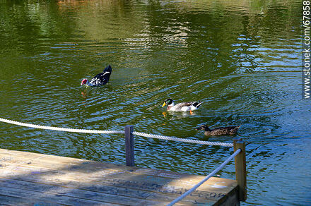 Patos en el lago - Departamento de Montevideo - URUGUAY. Foto No. 67858