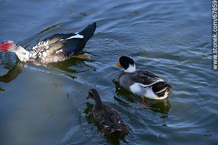 Patos en el lago - Departamento de Montevideo - URUGUAY. Foto No. 67859