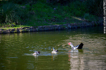 Ducks in the lake - Department of Montevideo - URUGUAY. Photo #67861