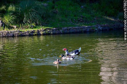 Patos en el lago - Departamento de Montevideo - URUGUAY. Foto No. 67862
