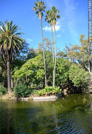 Palm trees on the islands of the lake - Department of Montevideo - URUGUAY. Photo #67885