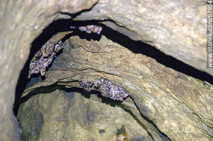 Cueva con murciélagos vampiros - Departamento de Maldonado - URUGUAY. Foto No. 67954