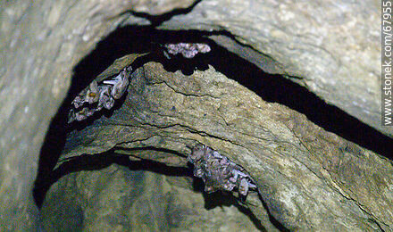 Cueva con murciélagos vampiros - Departamento de Maldonado - URUGUAY. Foto No. 67955