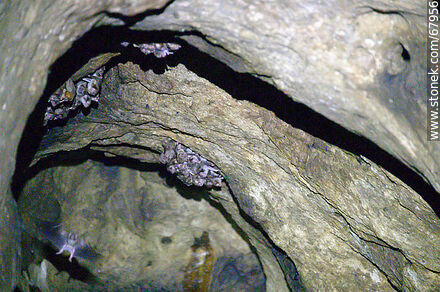 Cueva con murciélagos vampiros - Departamento de Maldonado - URUGUAY. Foto No. 67956