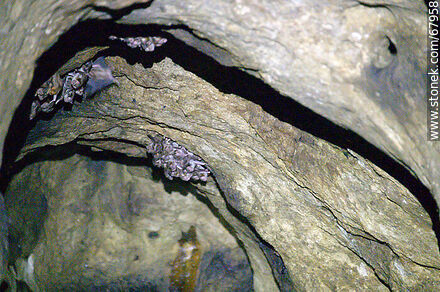 Cueva con murciélagos vampiros - Departamento de Maldonado - URUGUAY. Foto No. 67958