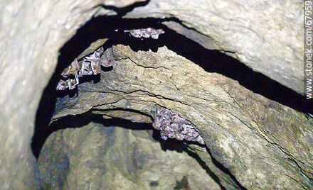 Cueva con murciélagos vampiros - Departamento de Maldonado - URUGUAY. Foto No. 67959