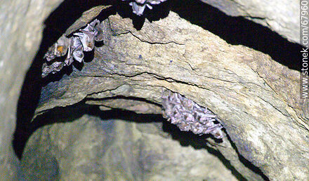Cave with vampire bats - Department of Maldonado - URUGUAY. Photo #67960