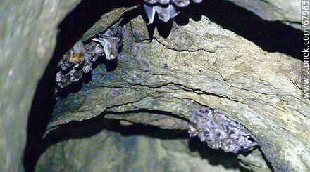 Cueva con murciélagos vampiros - Departamento de Maldonado - URUGUAY. Foto No. 67963