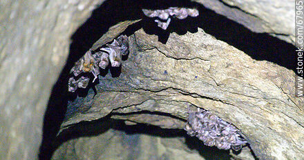 Cueva con murciélagos vampiros - Departamento de Maldonado - URUGUAY. Foto No. 67965